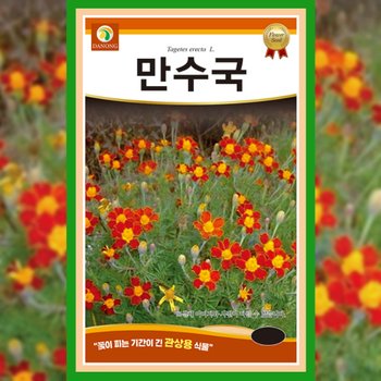 만수국 씨앗 80립 메리골드 종자 꽃씨 겹꽃 금잔화