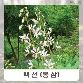 (씨앗나라) 한방에서 산삼만큼 백선 (봉삼) 5립