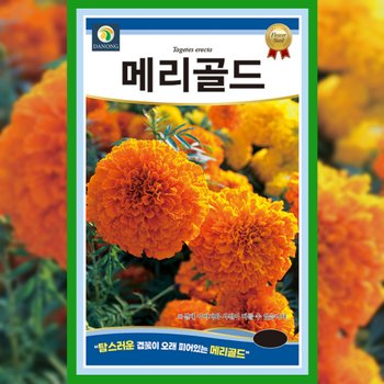메리골드 씨앗 500g 금잔화 종자 꽃씨 야생화 만수국