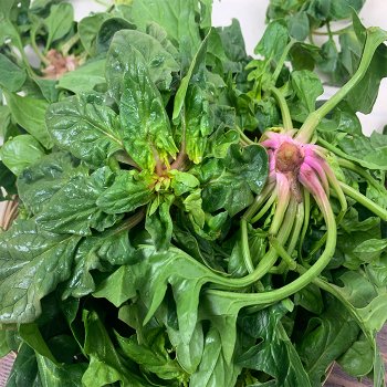 [오늘출발] [25년 햇 보물초]해풍맞고자란 남해안 햇 보물초 시금치 1kg 실중량