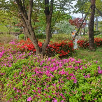자산홍나무 30cm전후 5주 정원 공원 학교 아파트 조경수 철쭉 묘목 꽃나무 노지월동