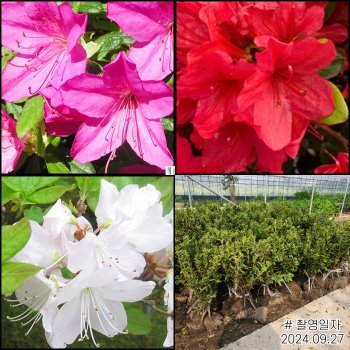 영산홍 자산홍 백철쭉 철쭉나무 묘목 3종세트 총15주 봄꽃 노지월동 가능 (같이가치농원)
