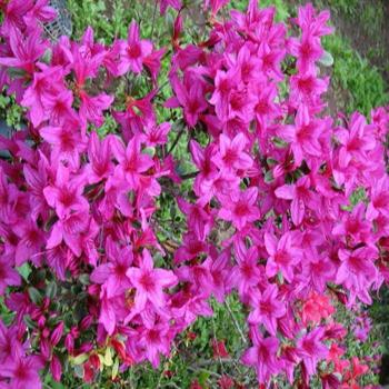 [마켓우드] 자산홍(철쭉) 10주 키40cm (10421179)