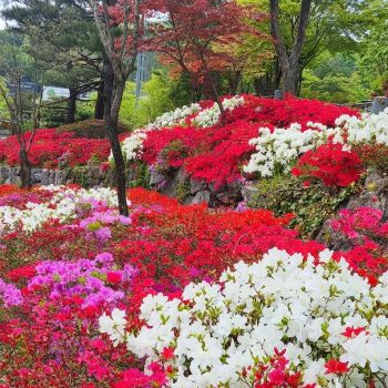 영산홍 자산홍 백철쭉 철쭉나무 묘목 3종세트 총15주 봄꽃 노지월동 가능 (목하원예조경)
