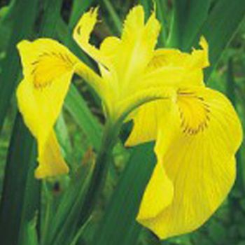 노랑꽃창포씨앗 야생화 정원 노랑꽃창포정원씨앗 야생화꽃씨