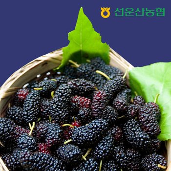 26년산 고창 선운산농협 오디 햇 생과 10kg /급냉