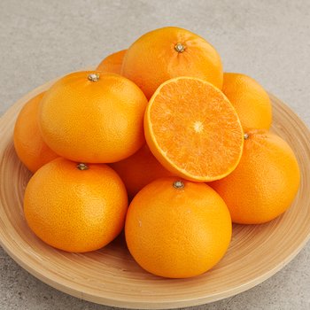 [오초록] 제주 천혜향 5kg(19~25과내)