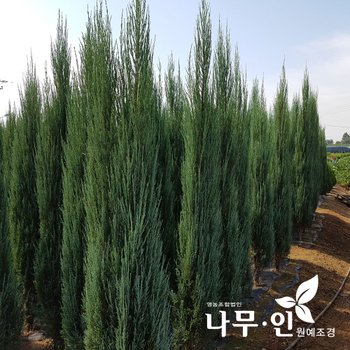 [나무인] 스카이로켓향나무 H2.0 차량배송