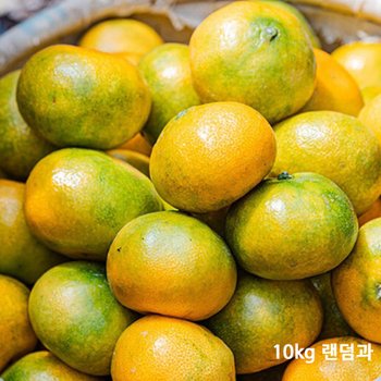 제주감귤10kg 랜덤과 귤 제주향 레드향 한라봉