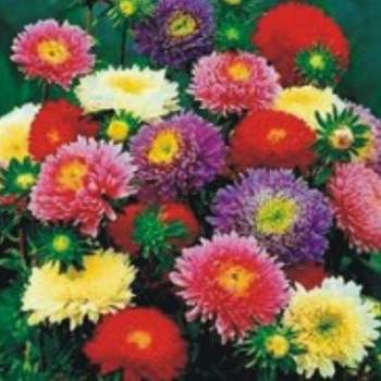 아스터 야생화 씨앗 정원용 꽃씨 종자 500립 정원꾸미기 야생화씨 당국화 종묘사