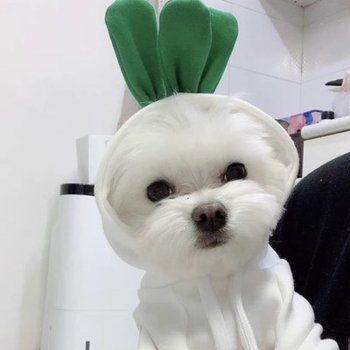 무뽑기 강아지 고양이 후드 티셔츠