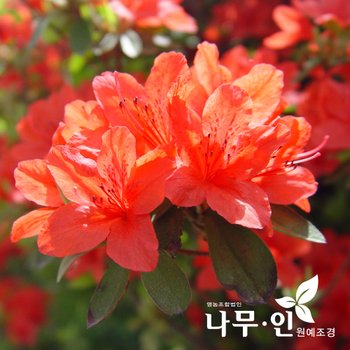 [나무인]철쭉(영산홍) 개화주  5개