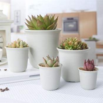 플라스틱 인기 원형 화분 아이보리 감성 3호 미니 식 미니화분 식목일 모종심기 다육이