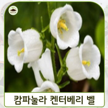 (씨앗나라) 바람의 종 캄파눌라 켄터베리 벨 흰색 씨앗 15립