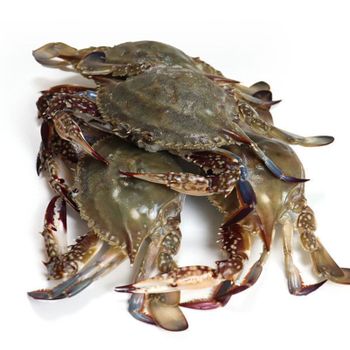 국내산 활 꽃게 1kg 4-6미 신진도 활꽃게[35997897]
