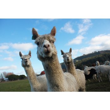 [실시간 항공권] 뉴질랜드 남북섬 집중여행 9일 밀포드사운드 마운트쿡 더니든 모에라키볼더스 로토루아 폴리네시안스파 레드우드트리워크 파라다이스밸리