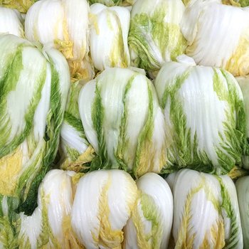[11월09일 출고] 해남 절임배추 10kg/HACCP인증