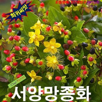 (씨앗나라) 꽃꽃이단골 하이페리쿰 (서양망종화) 씨앗 15립