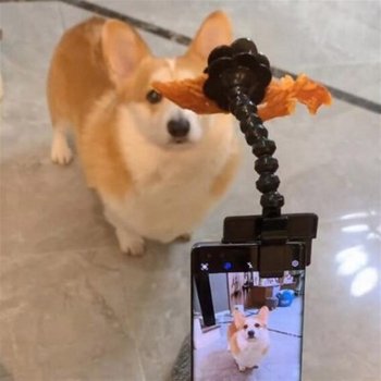 반려동물 셀카봉 강아지 사진 촬영 도구