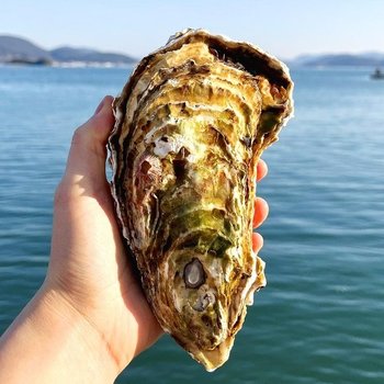 사계절 석화 특대 삼배체굴 대왕굴 1kg