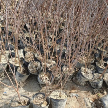 [마켓우드] 팥꽃나무 1주(포트) 키6080cm (10421276)