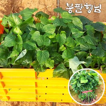 자색고구마모종 20kg 고구마줄기