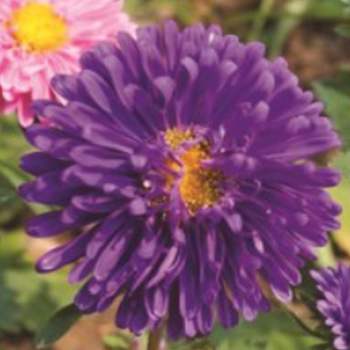 대량야생화씨 야생종자 과꽃자연재배 1000립 과꽃씨 씨앗 정원꾸미기 당국화 야생화씨