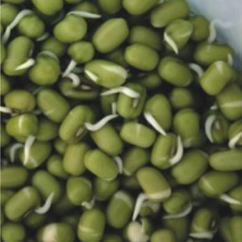 숙주 나물 녹두 곡물 콩류 종자 품종 식물 씨앗 30g (WA41907)