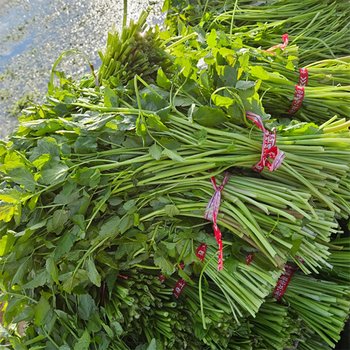 김해평야 미나리 450g내외 x 2단