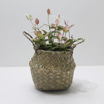 상세설명 참조 해초 바구니 인테리어식물 공기정화 초설마삭줄소