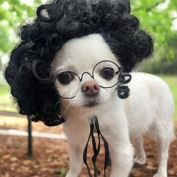 강아지가발 마이콜 뽀글머리 강아지 가발