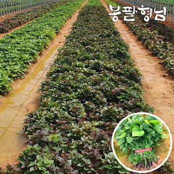 자색고구마모종 1kg 고구마순