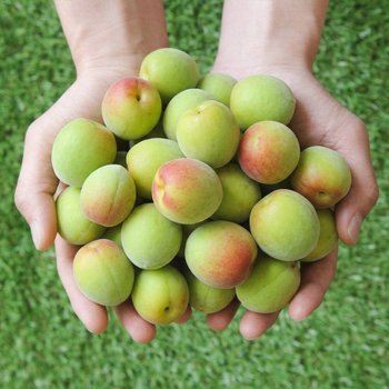 [6월22일부터 순차출고] 하동 새비골 농원 홍매실(남고매실) 특 10kg