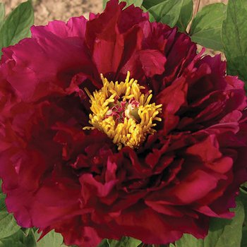 [새싹에서 나무까지] 개량 꽃목단 3지 (목윤절윤) 구근 뿌리 목단묘목