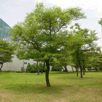 착한가격 나무생각 / 상수리나무 / 연결포트