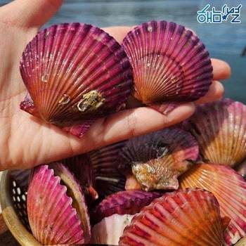 해남별 통영 세척 홍가리비 10kg(300미 내외)