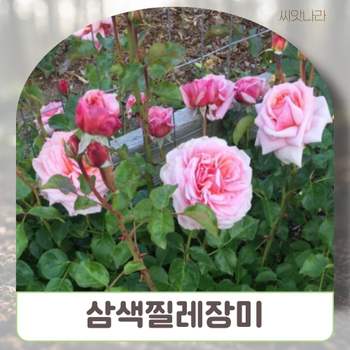 씨앗나라 삼색미니찔레장미-엔젤윙 씨앗 5립