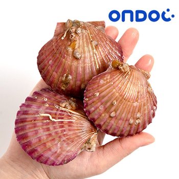 [G][온도씨]통영 제철 홍가리비 3kg (60미내외)