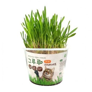 고양이 재배 세트 귀리 1P 캣글라스 고양이풀 키우기 캣글라스재배 (WEE9A4B)