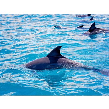 시드니 7일 [연휴출발] 시드니타워 블루마운틴 포트스테판 오페라하우스내부