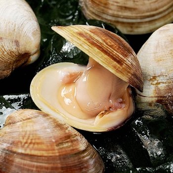 백합조개 4kg 소사이즈