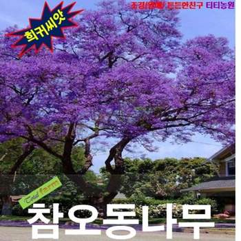 (씨앗나라) 참오동나무 씨앗 10립