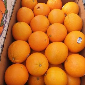 [블랙애플]달콤 한 고당도 오렌지 중대과 10kg (S9645265)