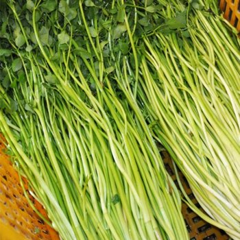 [농협] 제철미각 돌미나리 4kg(특)