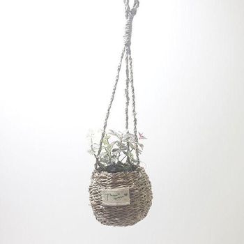 초설마삭줄 행잉 바구니 인테리어식물 실내온도조절