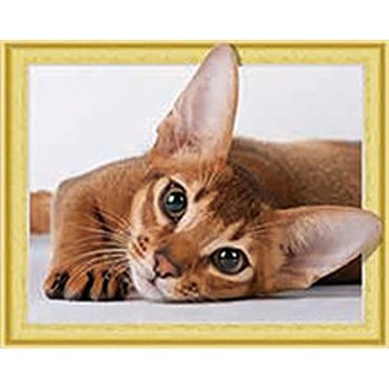 귀여운 아비시니안 캔버스 보석십자수 40x50