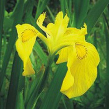 꽃씨 정원용꽃씨 노랑꽃창포씨앗 정원 야생화 야생화꽃씨 20립