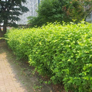 국내산 무궁화나무 2년생 특묘 국산 무궁화 묘목 10주 묶음 여름꽃 정원조경나무 노지월동