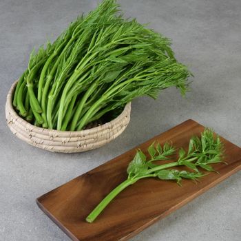 무주 반딧불 여름 두릅 500g+500g(총1kg) 산지발송 6월8일첫수확 순차발송..[35970651]