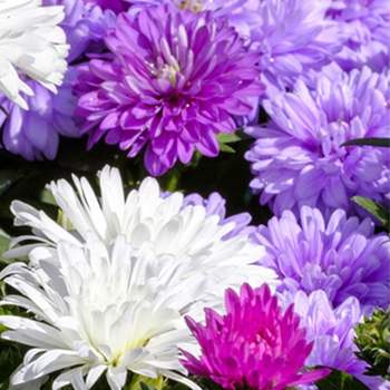 10000립 꽃씨판매 정원씨앗 과꽃씨앗 야생화종자 과꽃키우기종자 정원꾸미기 당국화 씨앗